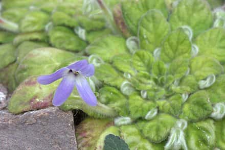 Petrocosmea kerrii - Petrocosmea kerrii