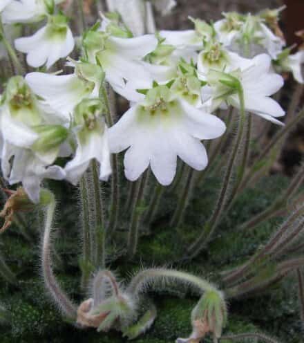 Petrocosmea rosettifolia - Petrocosmea rosettifolia