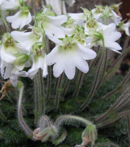 Image of Petrocosmea rosettifolia (Petrocosmea rosettifolia)
