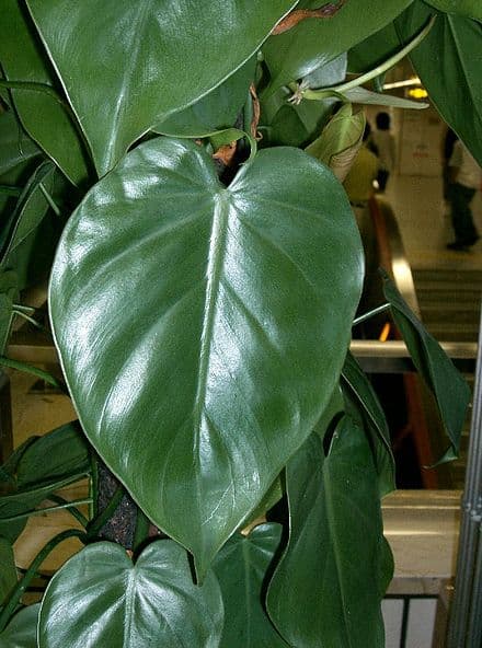 Image of Philodendron hederaceum (Philodendron hederaceum)