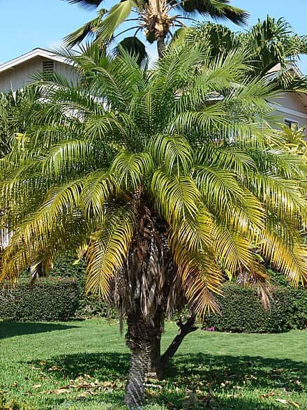 Phoenix roebelenii - Phoenix roebelenii