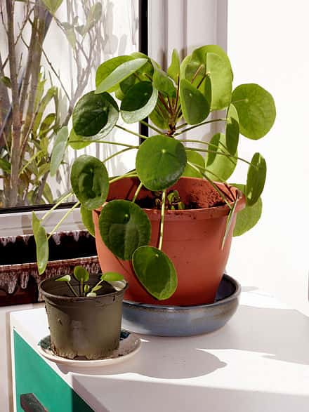 Pilea peperomioides - Pilea peperomioides