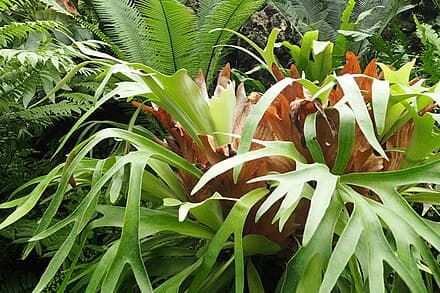 Platycerium bifurcatum - Platycerium bifurcatum