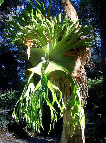 Platycerium superbum - Platycerium superbum