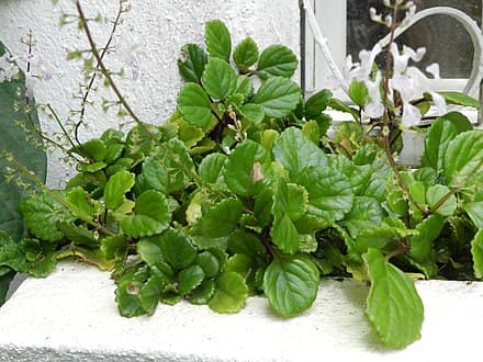 Plectranthus verticillatus