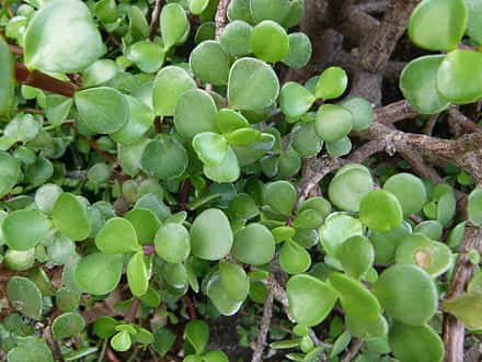Portulacaria afra - Portulacaria afra