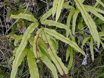 Pteris cretica - Pteris cretica