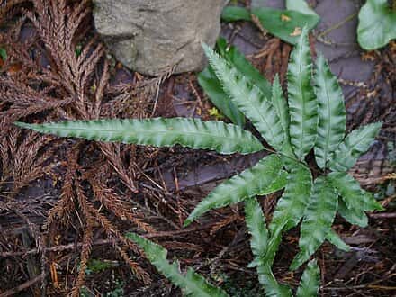 Pteris parkeri - Pteris parkeri