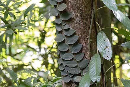Rhaphidophora hayi - Rhaphidophora hayi