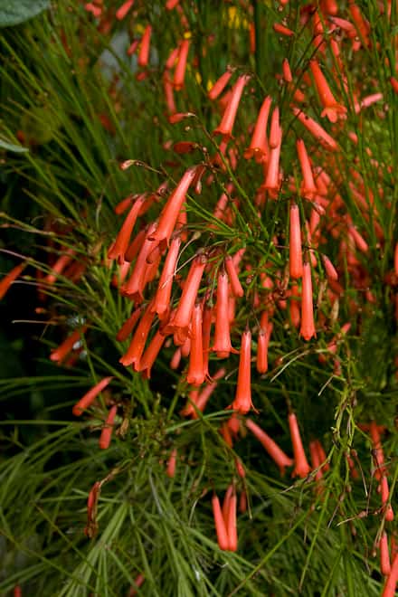Russelia equisetiformis - Russelia equisetiformis