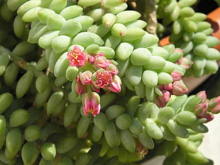 Image of Sedum morganianum (Sedum morganianum)