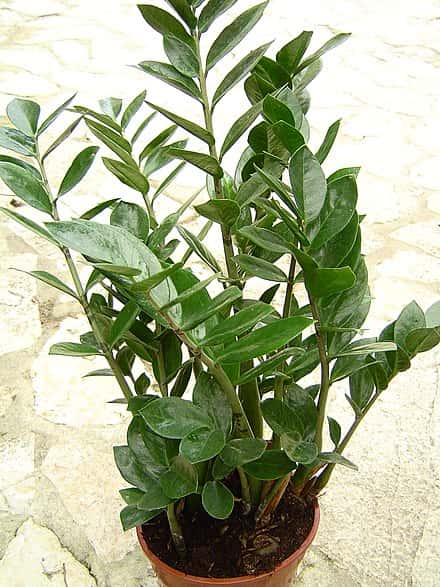 Zamioculcas zamiifolia - Zamioculcas