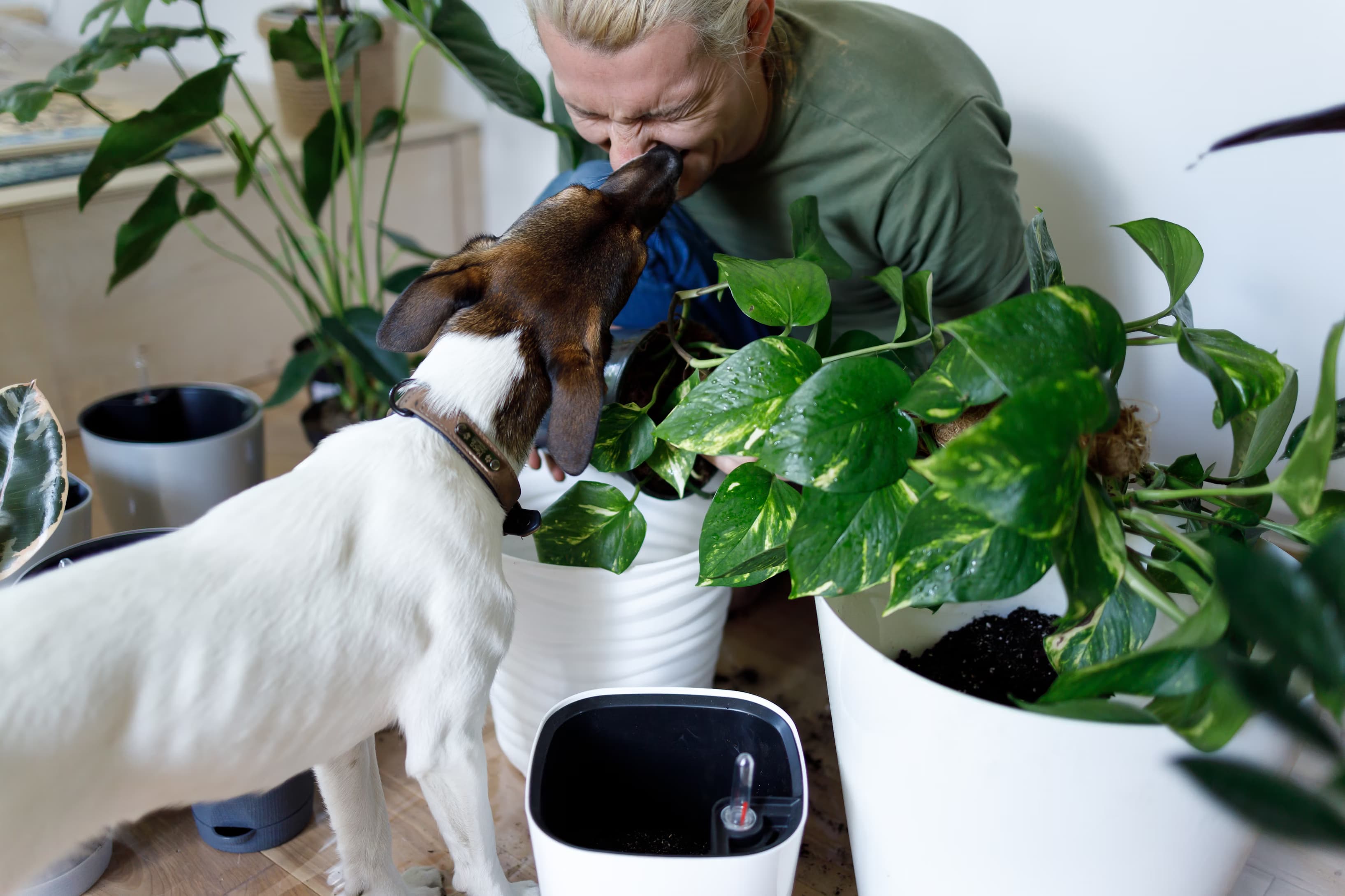 Image representing Pet Friendly plant category