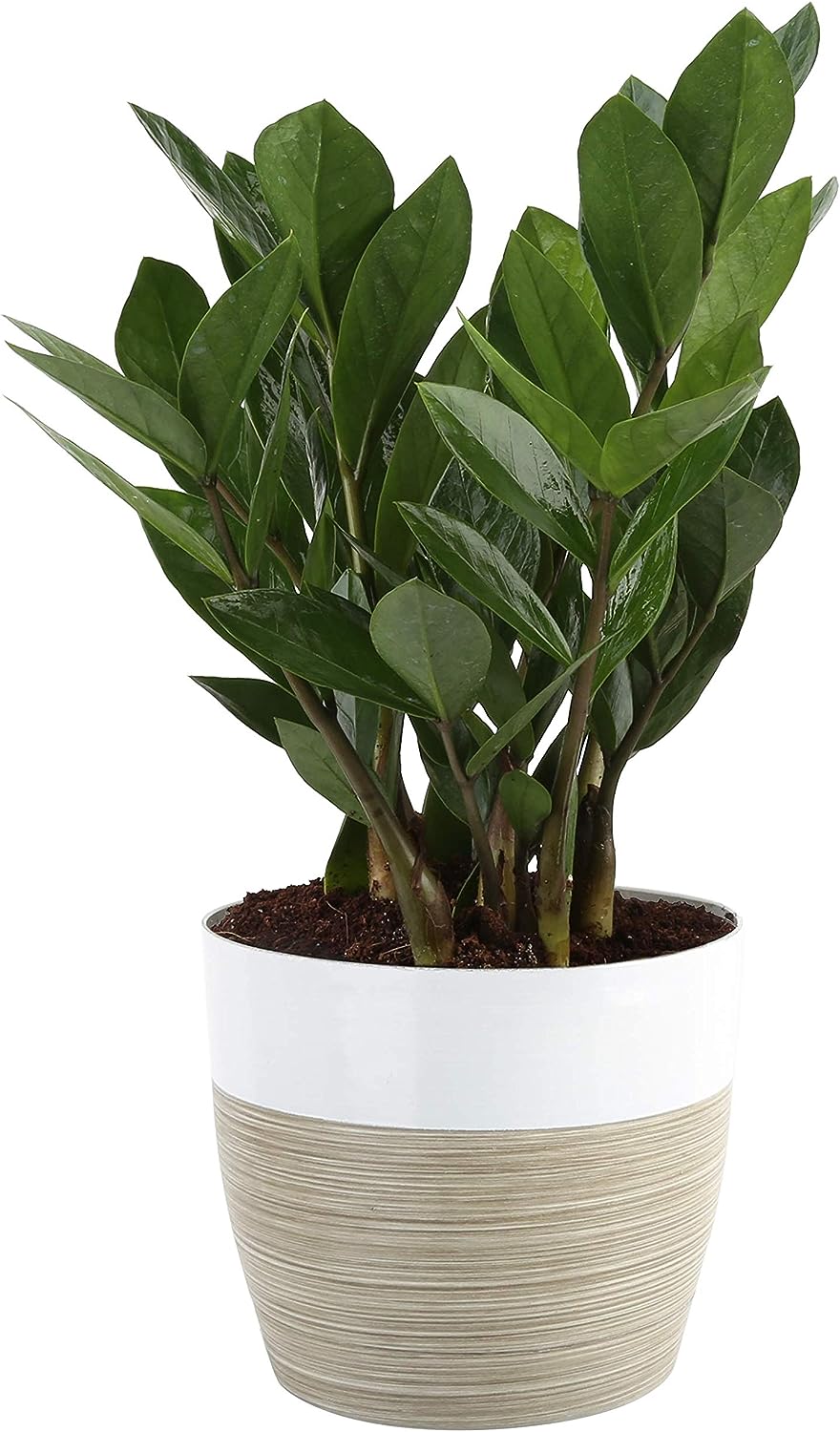 Houseplants That Thrive In Low Light Conditions That Will Transform