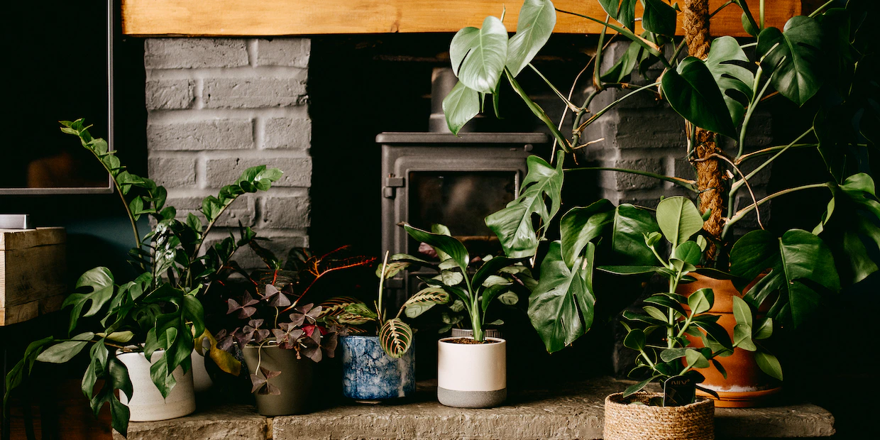 Houseplants That Thrive In Low Light Conditions That Will Transform